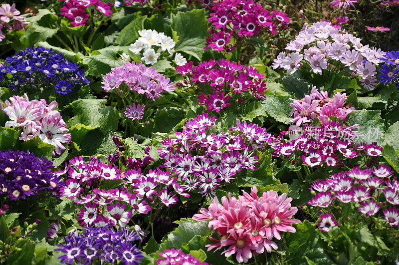 色彩缤纷的灰叶/雏菊/菊花花海